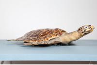 Turtle body photo reference 0047